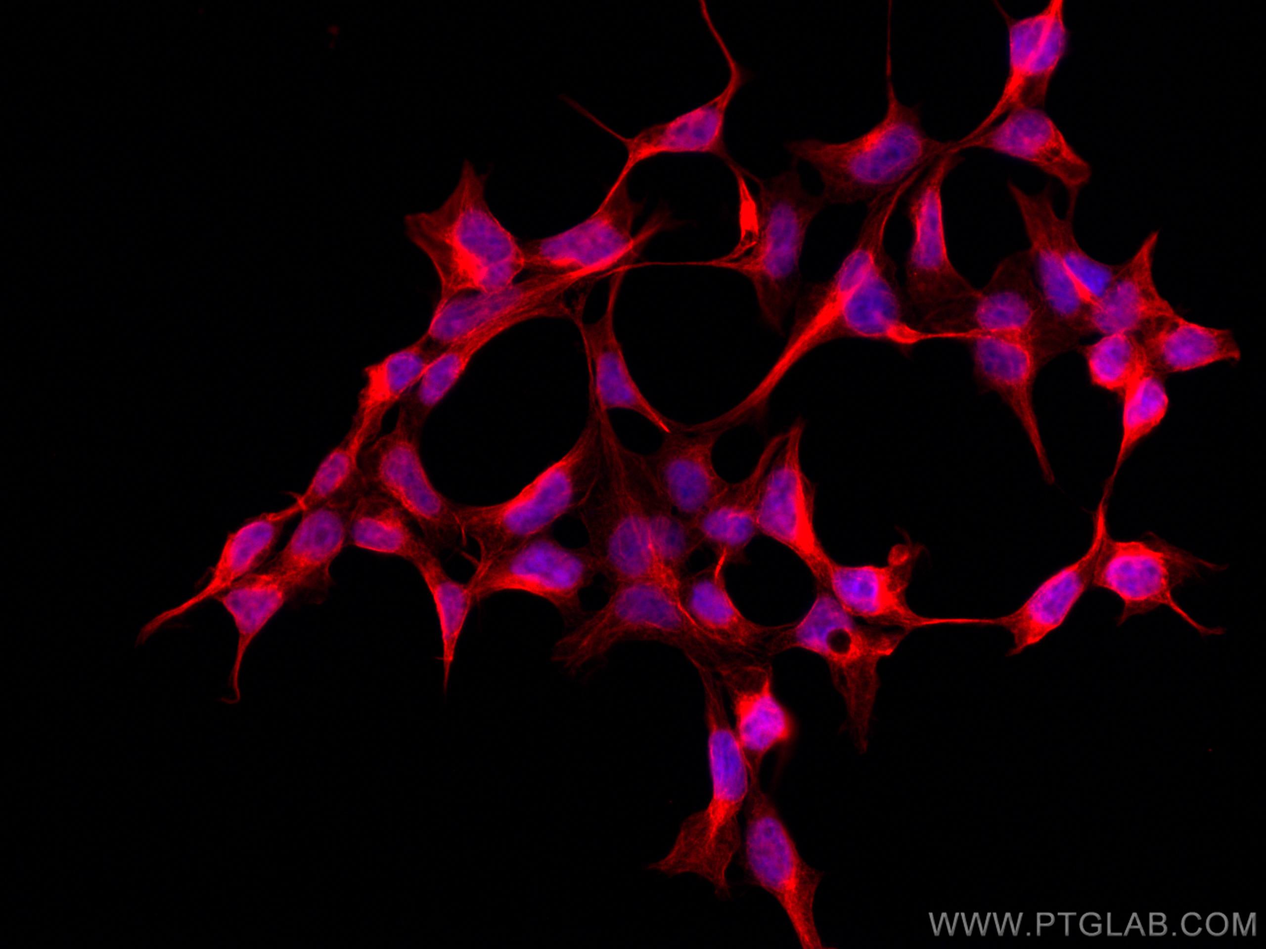 Immunofluorescence (IF) / fluorescent staining of HEK-293 cells using CoraLite®594-conjugated DKK3 Monoclonal antibody (CL594-66758)