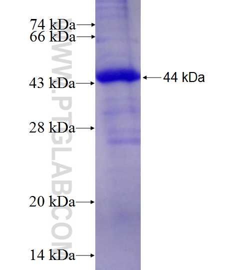 DKK3 fusion protein Ag23615 SDS-PAGE