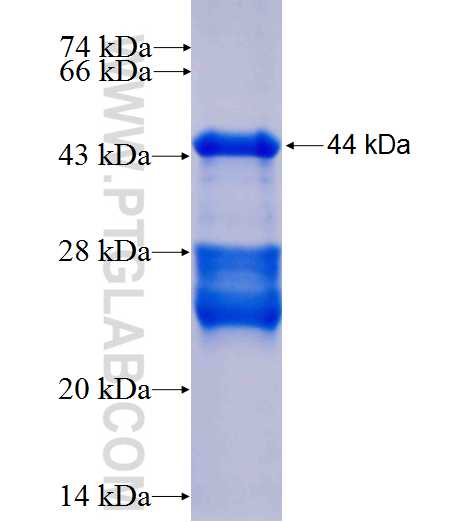 DKK4 fusion protein Ag24209 SDS-PAGE