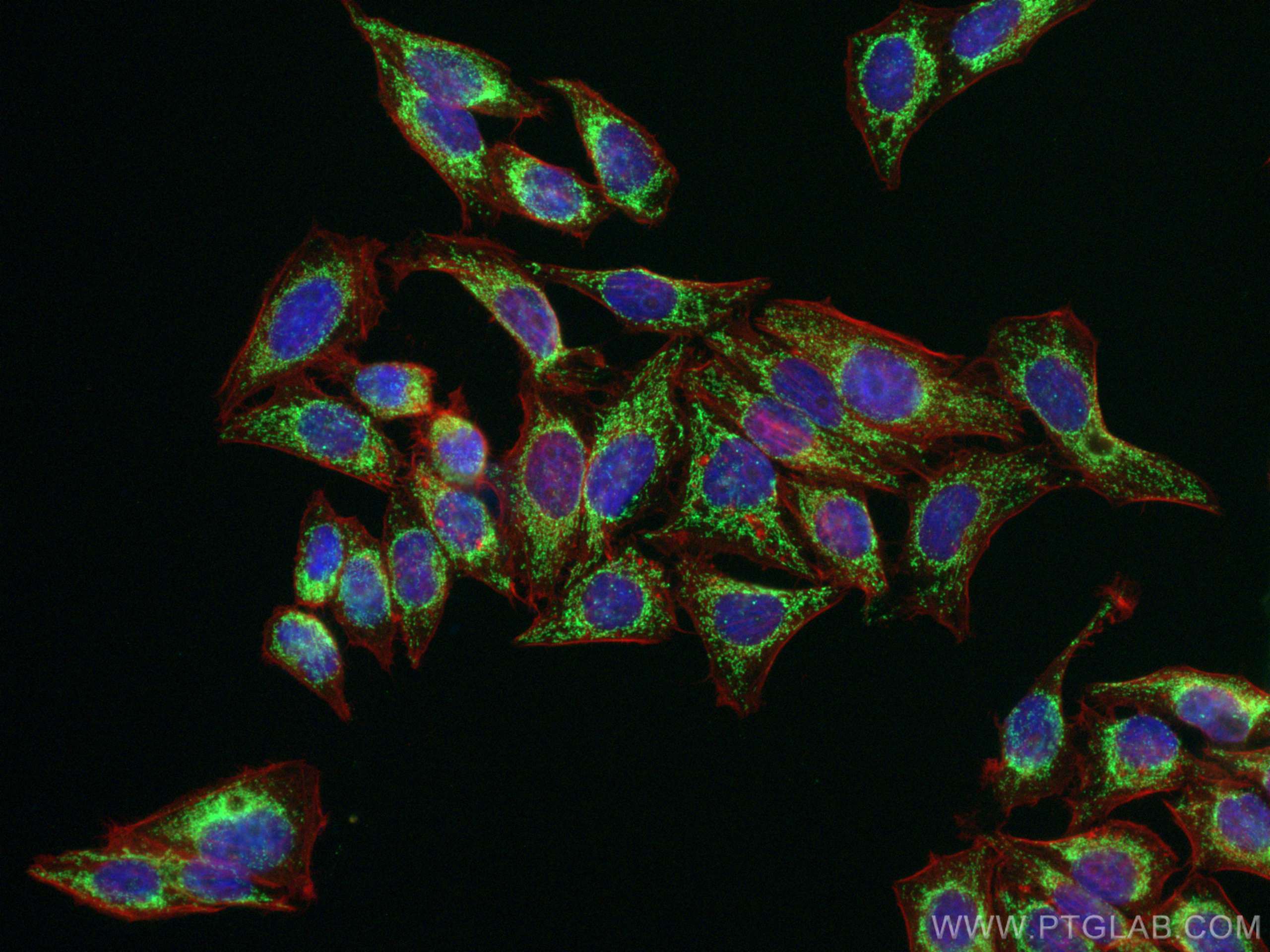 Immunofluorescence (IF) / fluorescent staining of HepG2 cells using DLAT Polyclonal antibody (13426-1-AP)