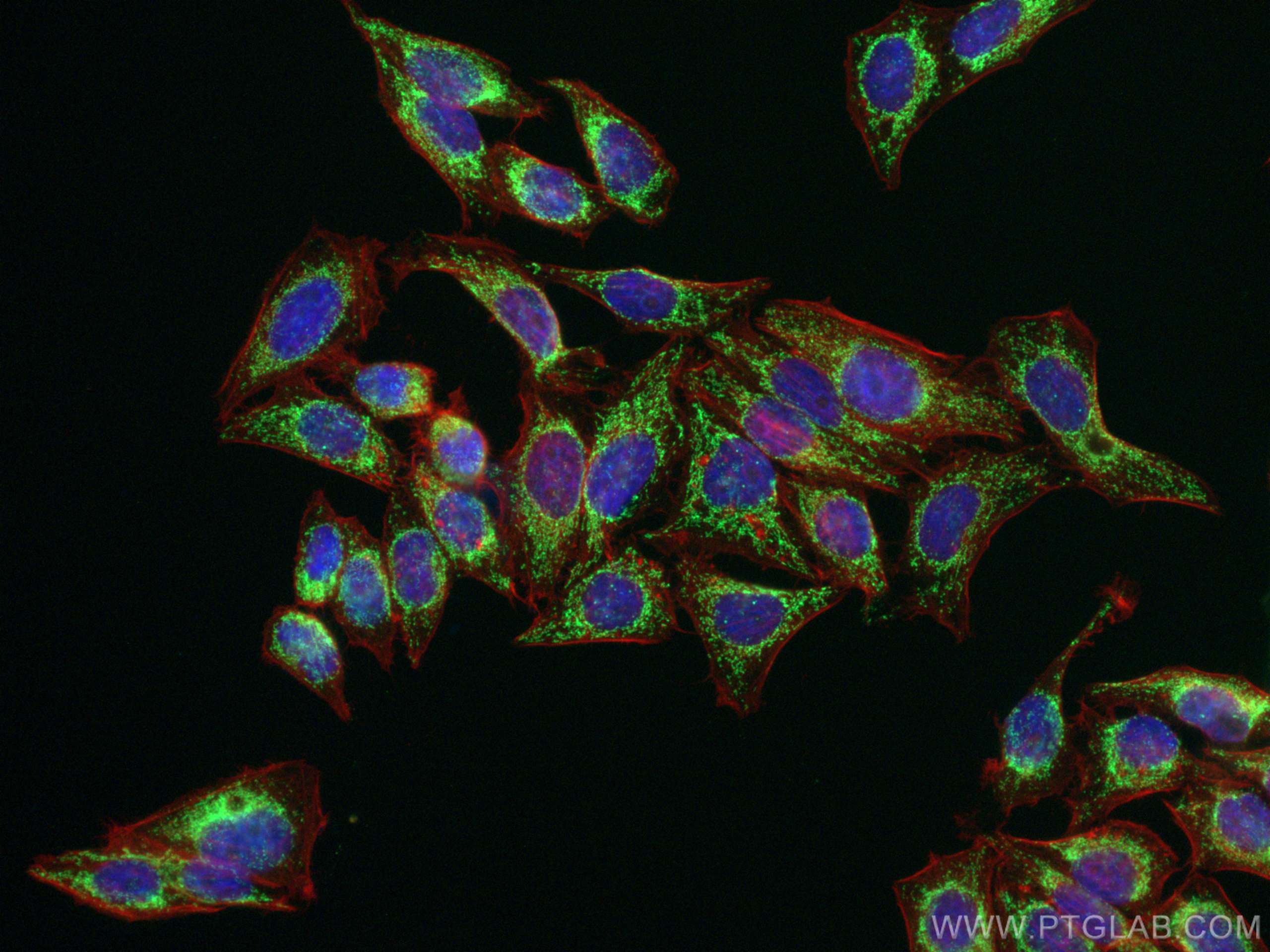 IF Staining of HepG2 using 13426-1-AP