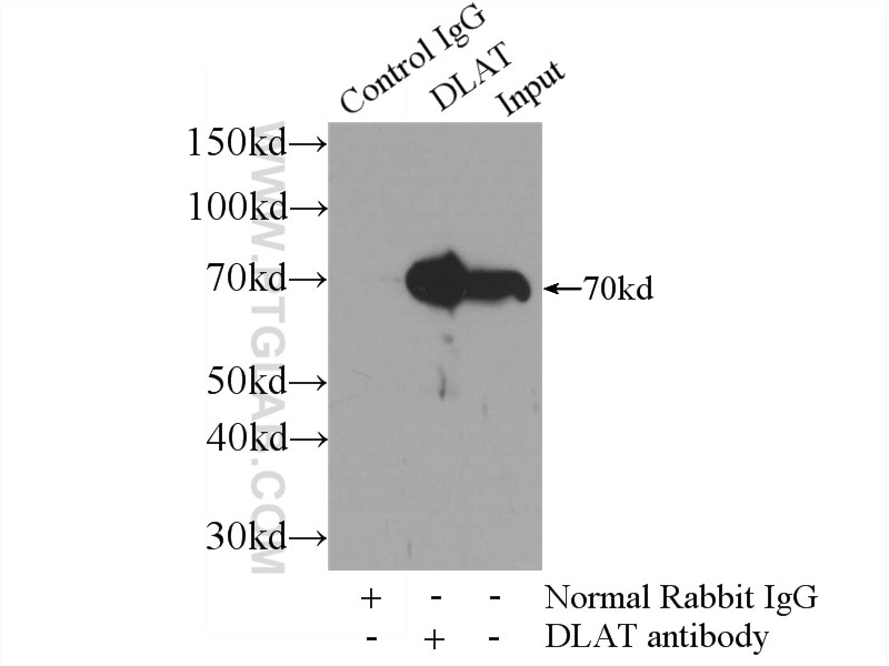 Immunoprecipitation (IP) experiment of HepG2 cells using DLAT Polyclonal antibody (13426-1-AP)
