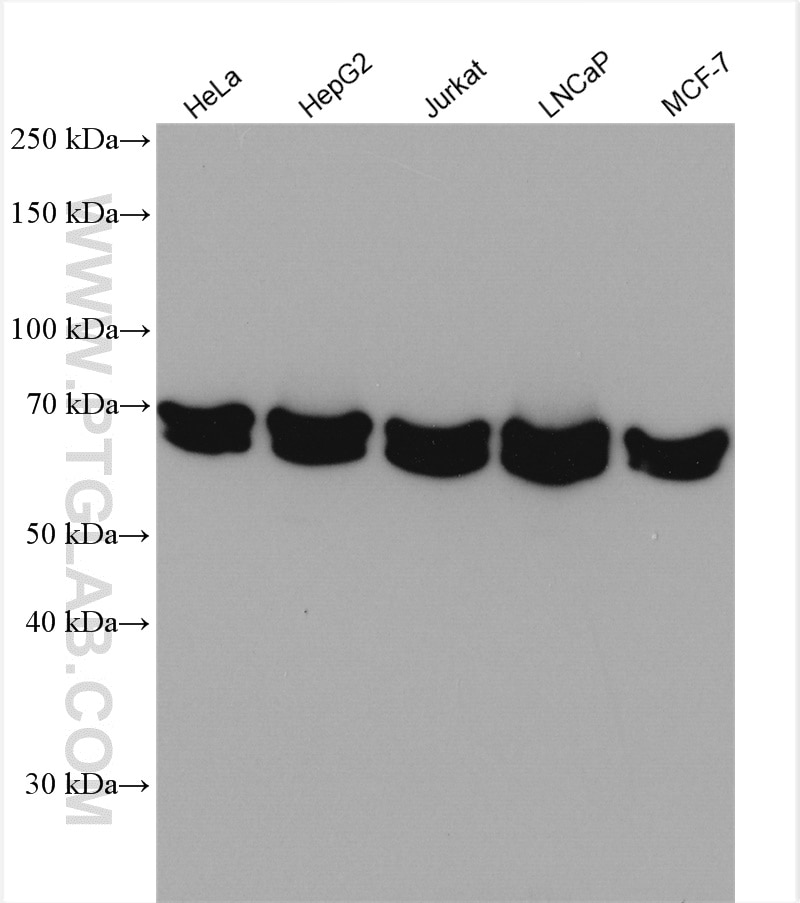 Western Blot (WB) analysis of various lysates using DLAT Polyclonal antibody (13426-1-AP)