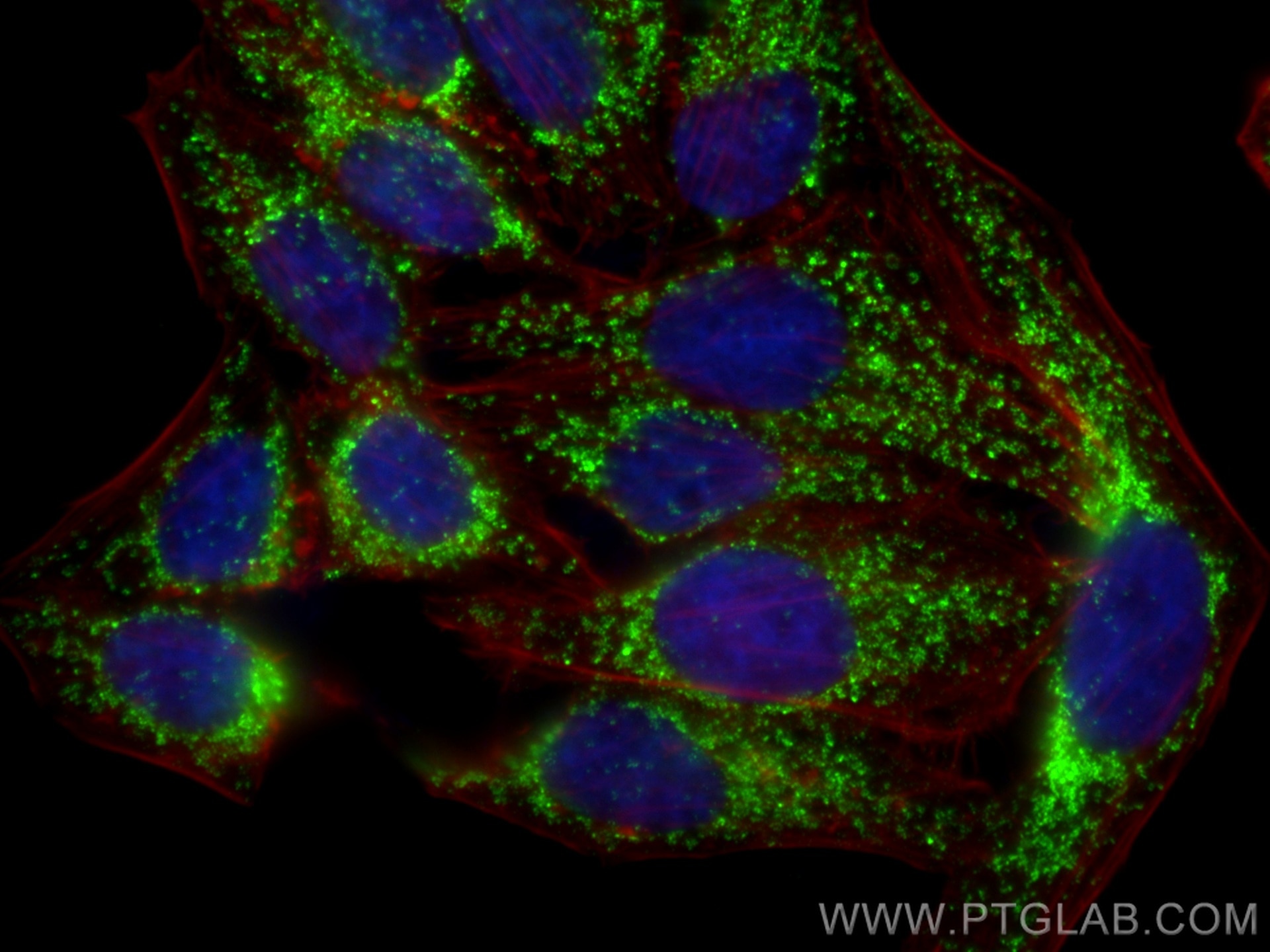 Immunofluorescence (IF) / fluorescent staining of HepG2 cells using DLAT Monoclonal antibody (68303-1-Ig)