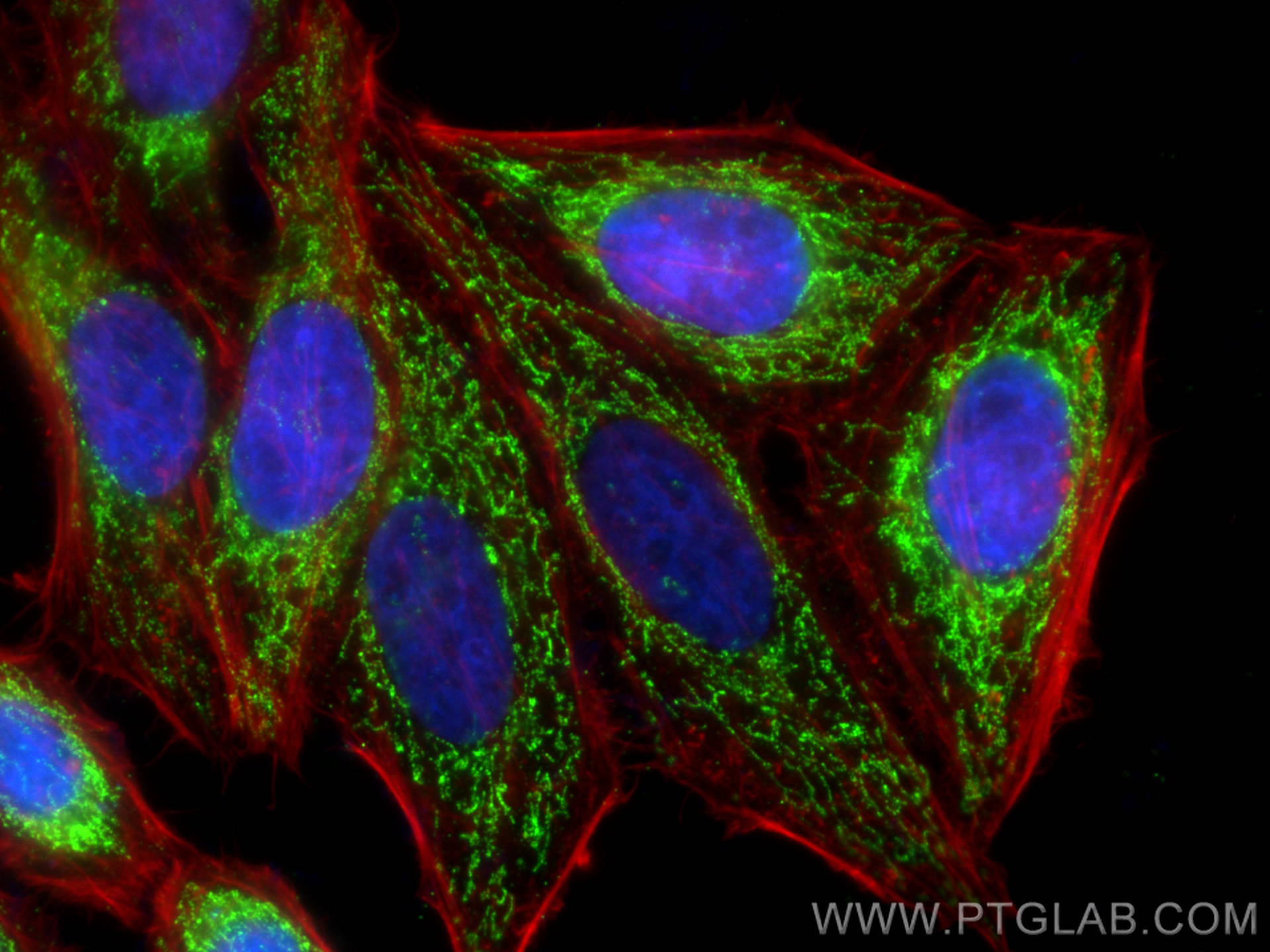 Immunofluorescence (IF) / fluorescent staining of HepG2 cells using DLAT Monoclonal antibody (68303-1-Ig)