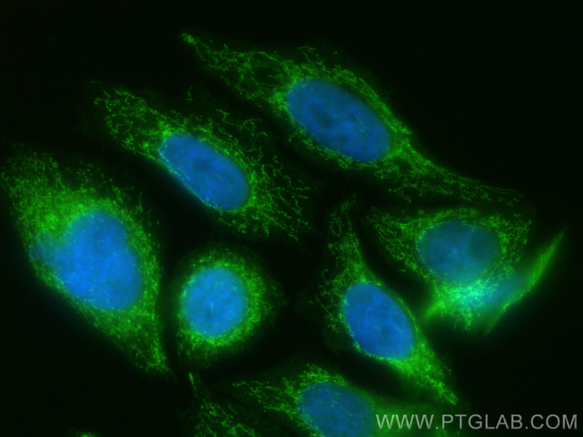 IF Staining of HepG2 using CL488-13426