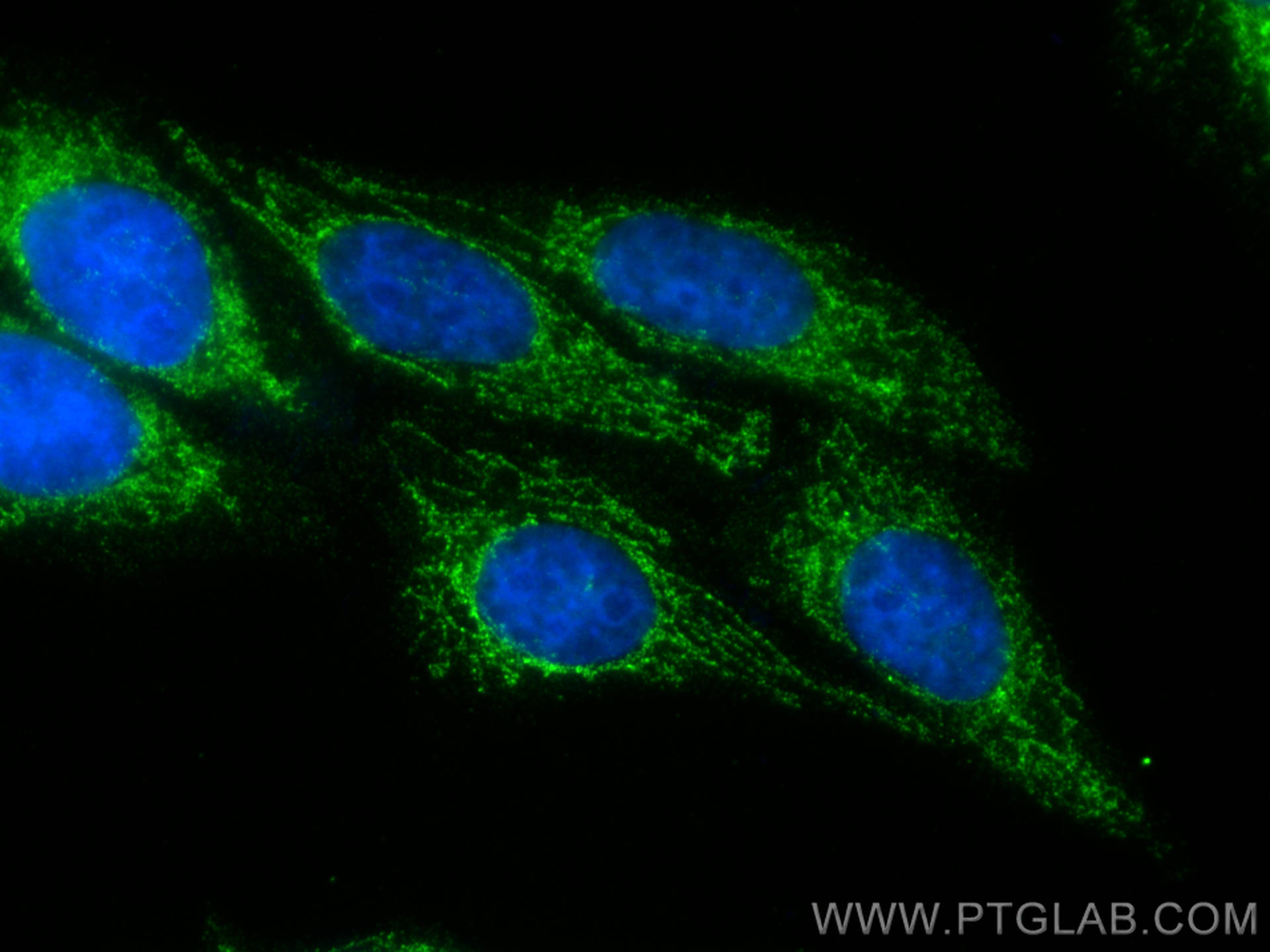 IF Staining of HepG2 using CL488-68303