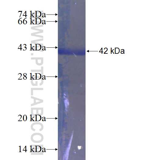 DLAT fusion protein Ag24123 SDS-PAGE