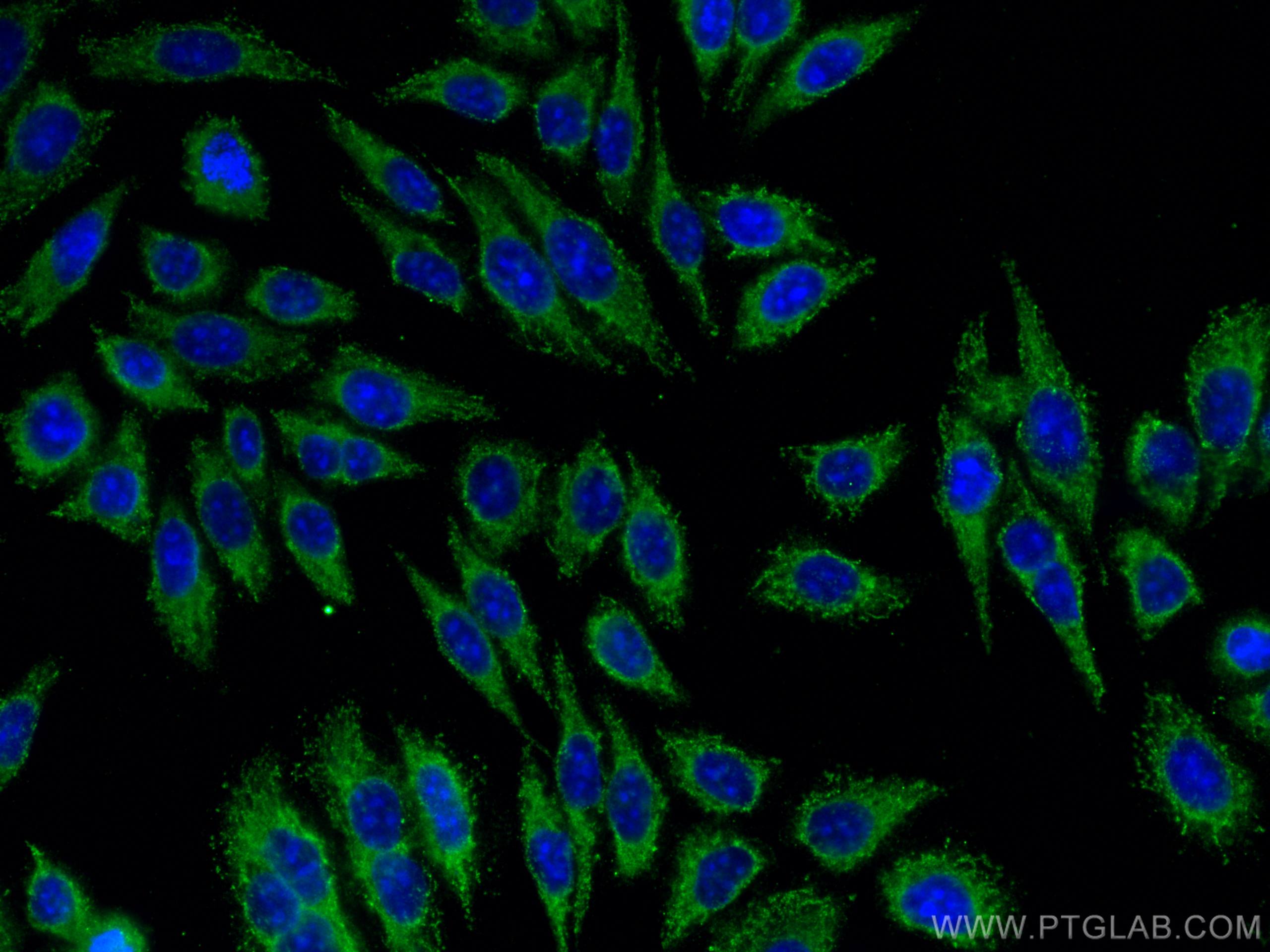 IF Staining of HepG2 using 66894-1-Ig