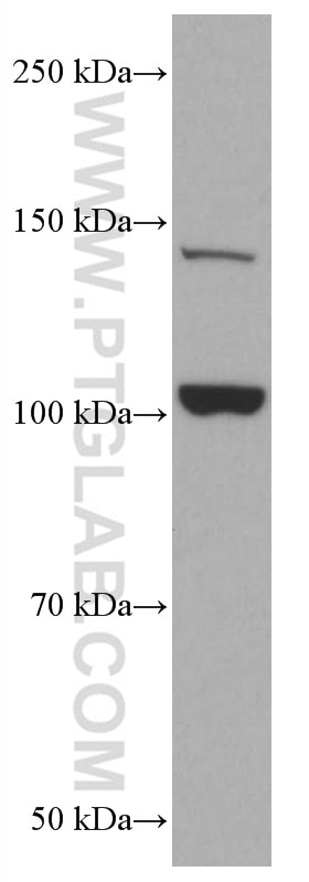 Western Blot (WB) analysis of HepG2 cells using DLC1 Monoclonal antibody (66894-1-Ig)