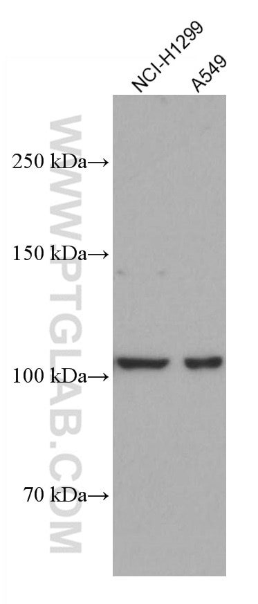 Western Blot (WB) analysis of various lysates using DLC1 Monoclonal antibody (66894-1-Ig)