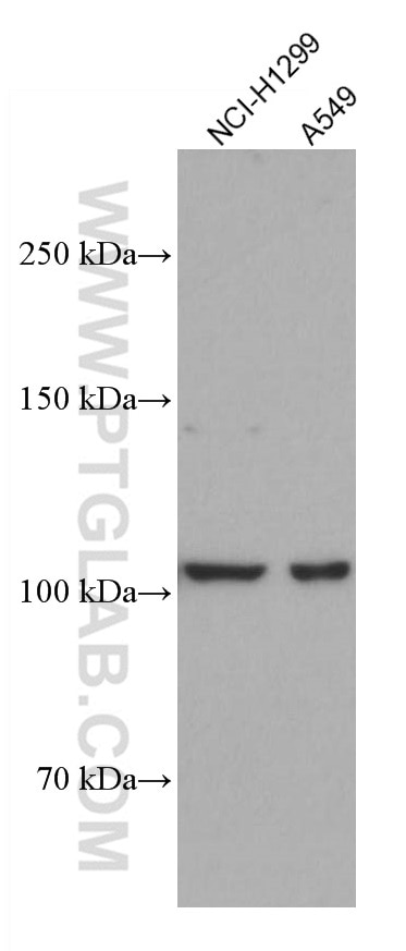 WB analysis using 66894-1-Ig