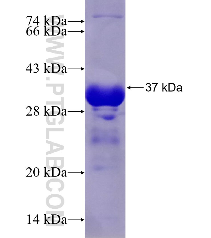 DLC1 fusion protein Ag24404 SDS-PAGE