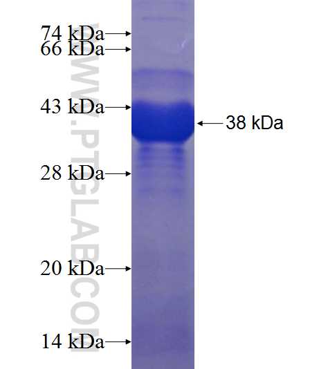 DLC1 fusion protein Ag7732 SDS-PAGE