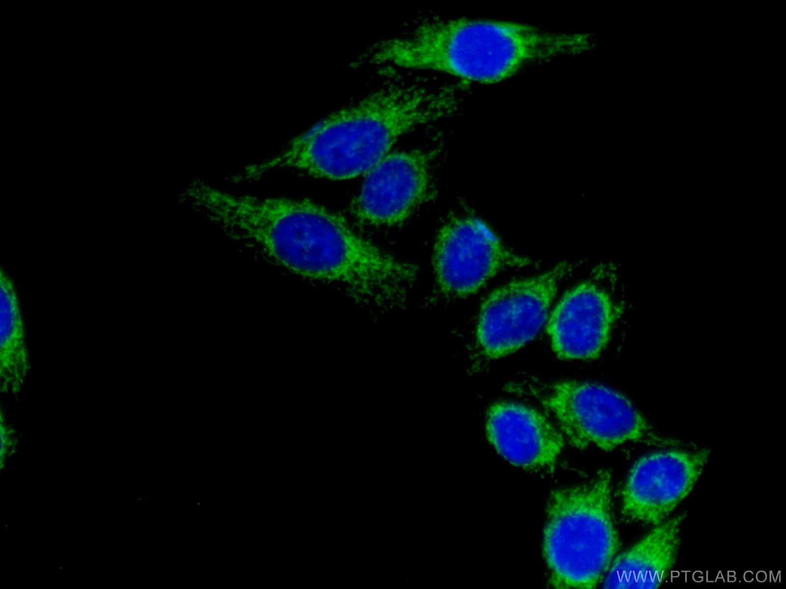 Immunofluorescence (IF) / fluorescent staining of HepG2 cells using DLD Polyclonal antibody (16431-1-AP)