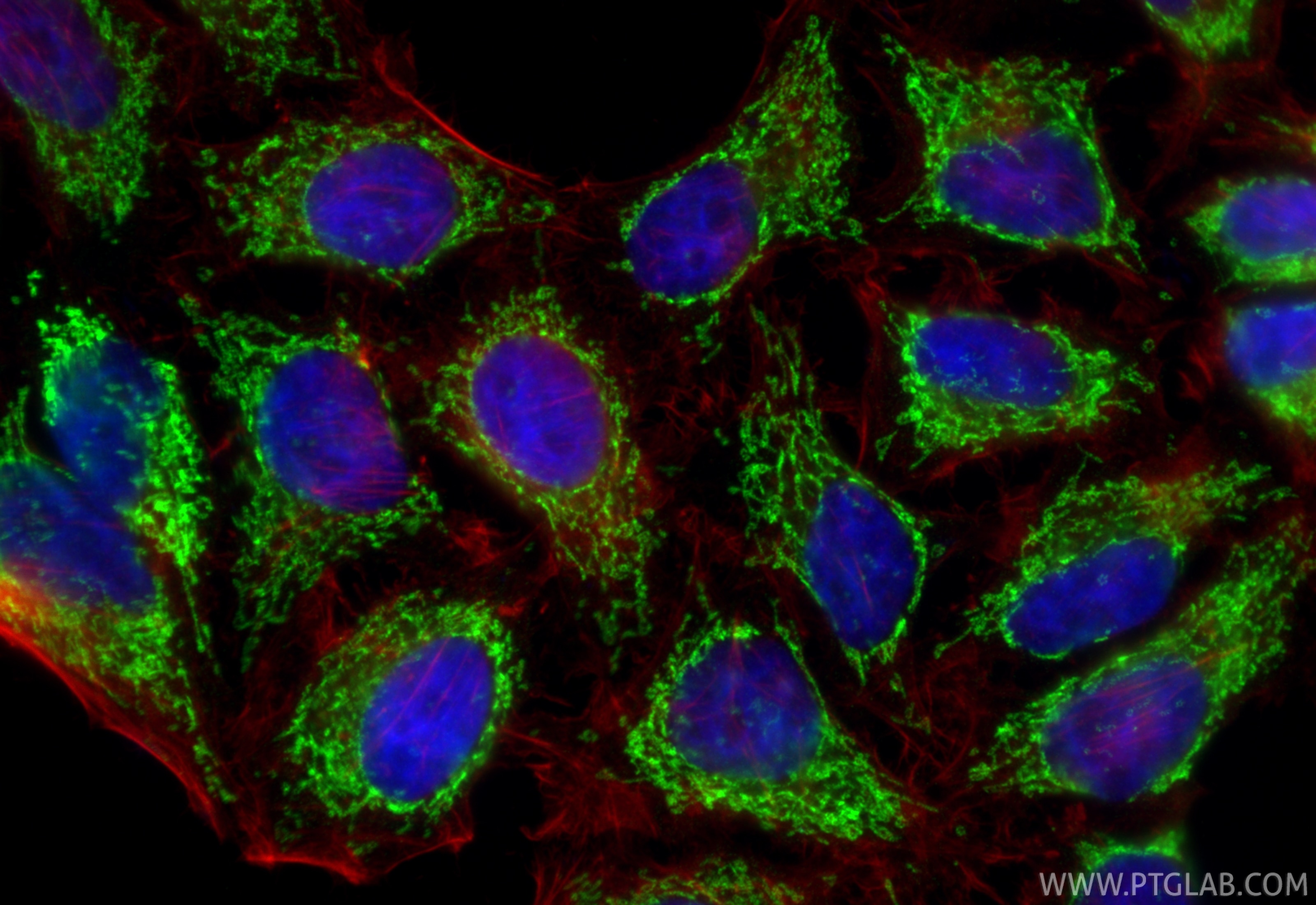 Immunofluorescence (IF) / fluorescent staining of HepG2 cells using DLD Polyclonal antibody (16431-1-AP)