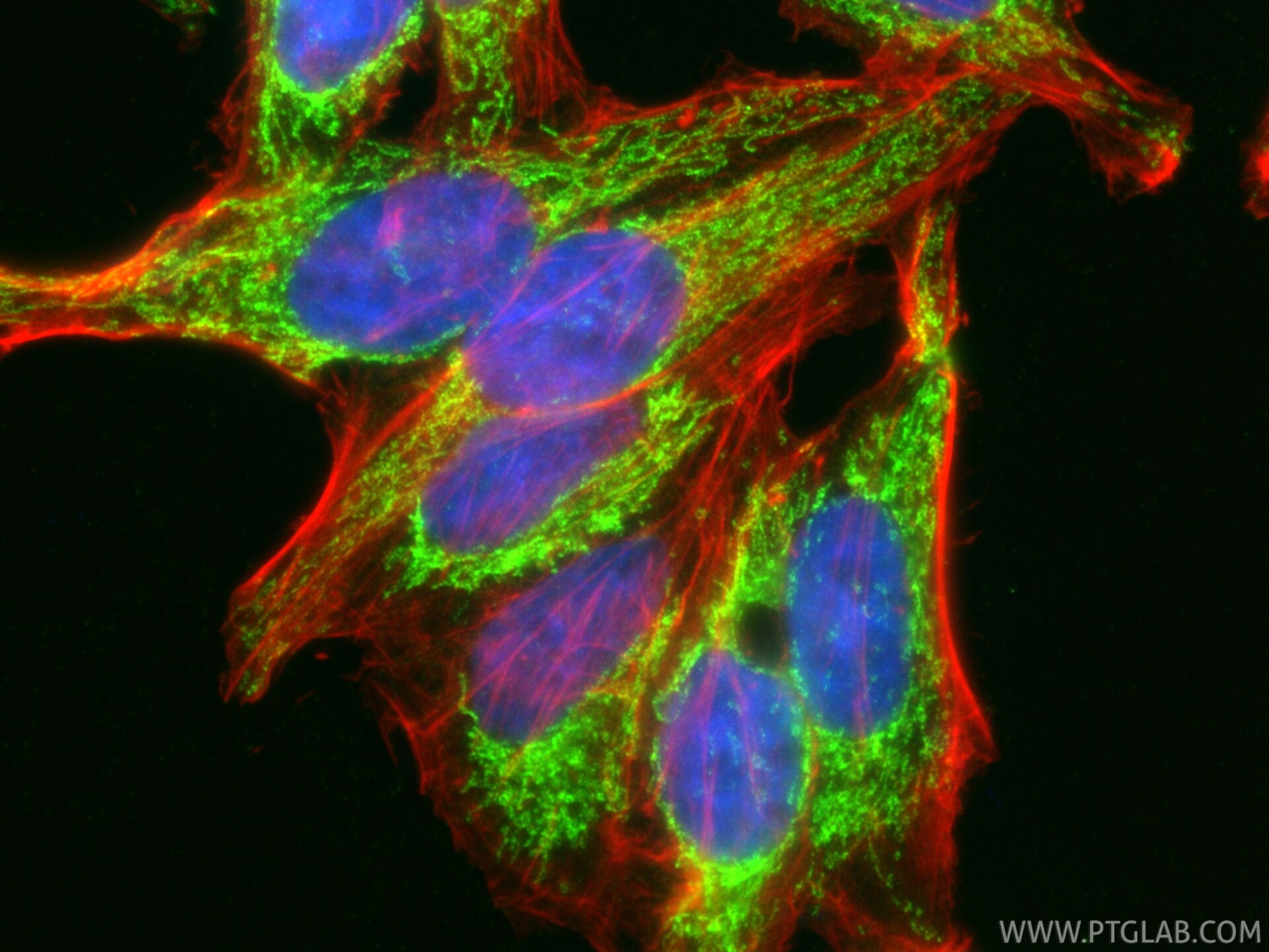 Immunofluorescence (IF) / fluorescent staining of HepG2 cells using DLD Polyclonal antibody (16431-1-AP)