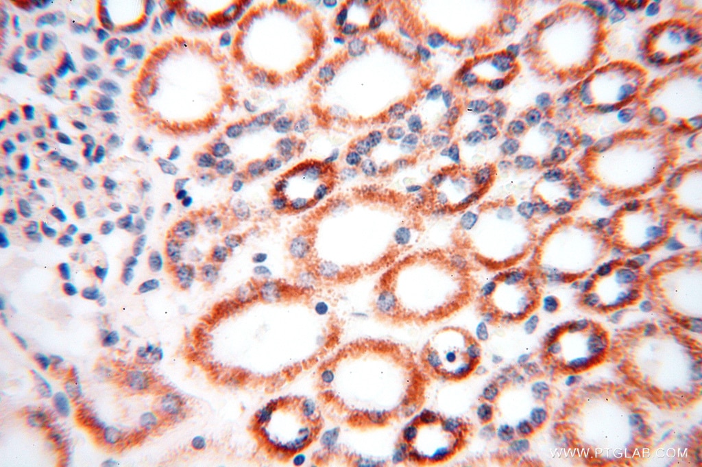 Immunohistochemistry (IHC) staining of human kidney tissue using DLD Polyclonal antibody (16431-1-AP)