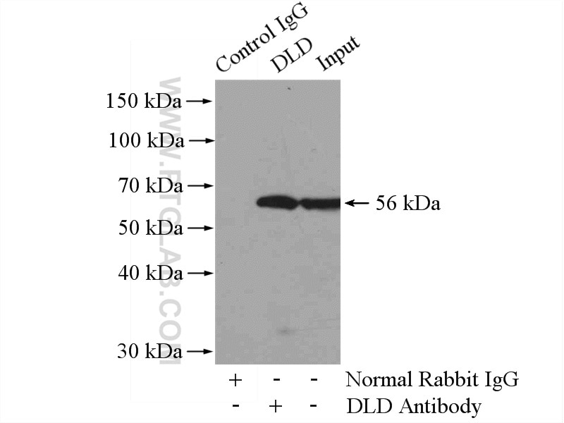 Immunoprecipitation (IP) experiment of mouse liver tissue using DLD Polyclonal antibody (16431-1-AP)