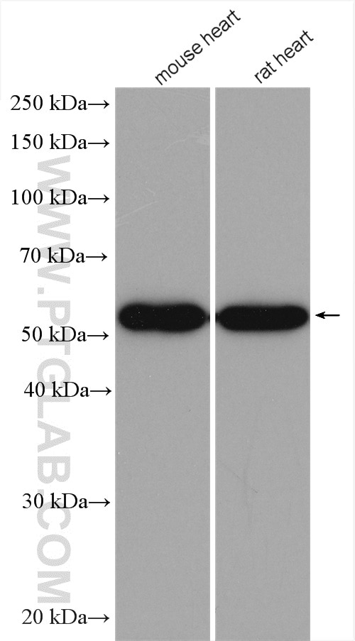 Western Blot (WB) analysis of various lysates using DLD Polyclonal antibody (16431-1-AP)