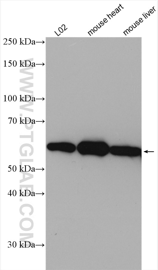 Western Blot (WB) analysis of various lysates using DLD Polyclonal antibody (16431-1-AP)