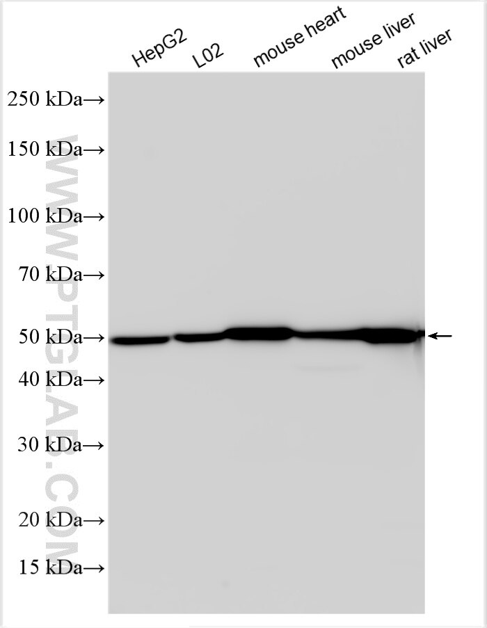 Western Blot (WB) analysis of various lysates using DLD Polyclonal antibody (16431-1-AP)