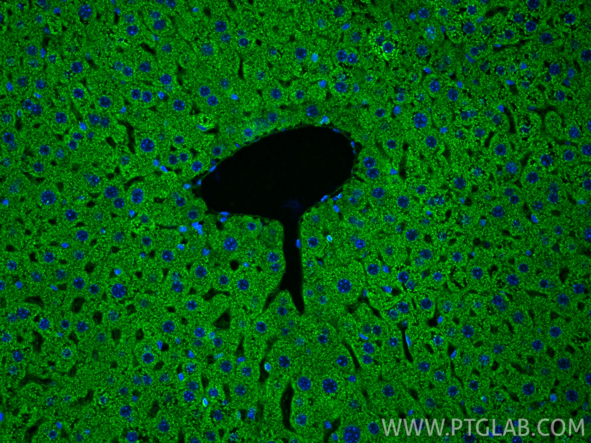 IF Staining of mouse liver using 67702-1-Ig Immunofluorescence (IF) / fluorescent staining of mouse liver tissue using DLD Monoclonal antibody (67702-1-Ig)