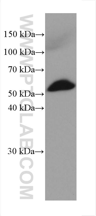 Western Blot (WB) analysis of NIH/3T3 cells using DLD Monoclonal antibody (67702-1-Ig)