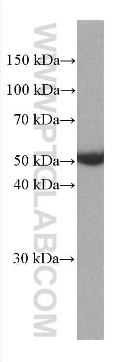 Western Blot (WB) analysis of HSC-T6 cells using DLD Monoclonal antibody (67702-1-Ig)