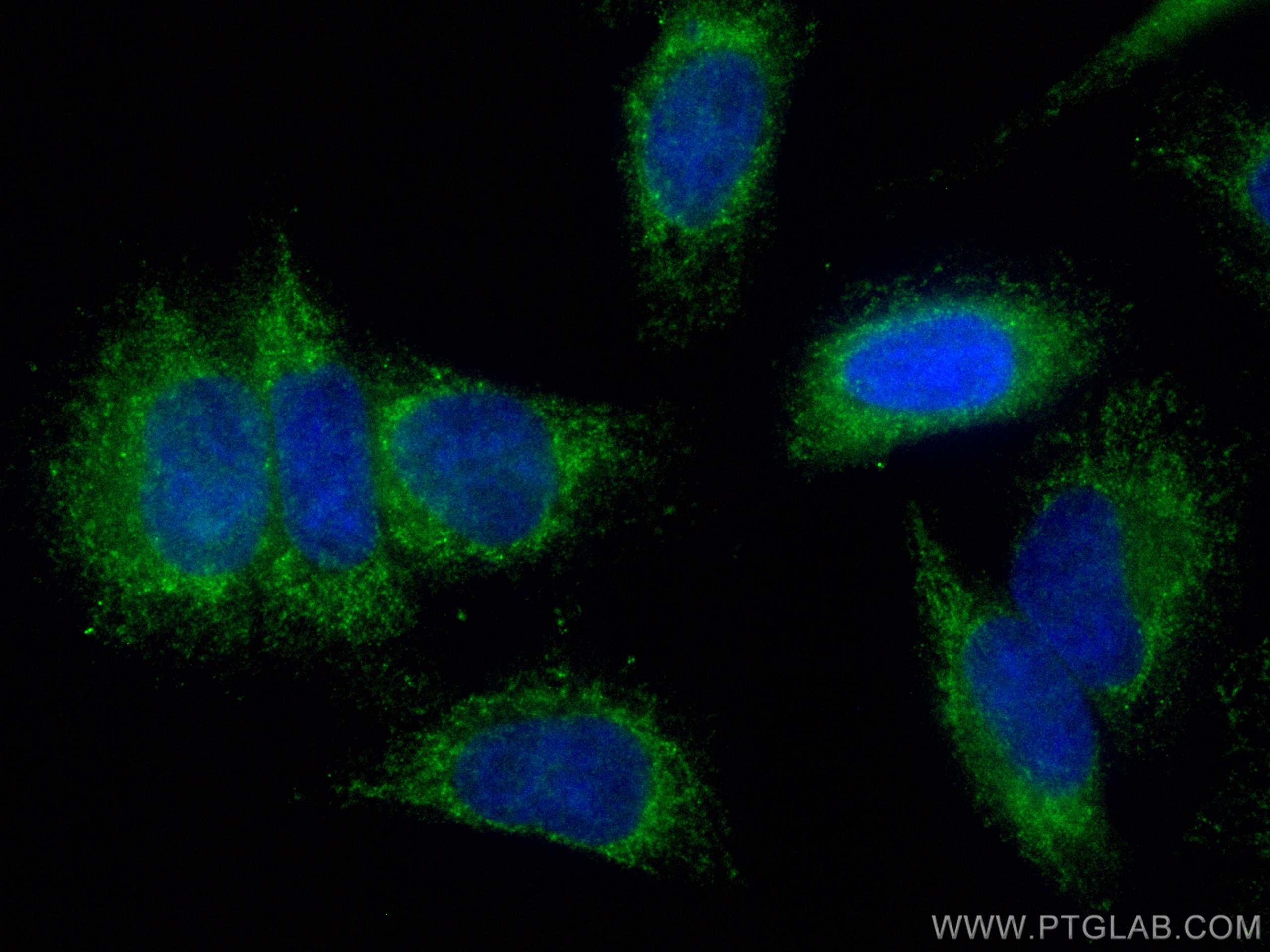 IF Staining of HepG2 using CL488-16431
