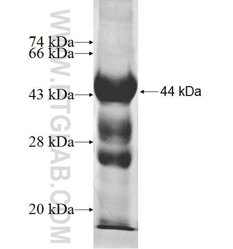 DLD fusion protein Ag9680 SDS-PAGE