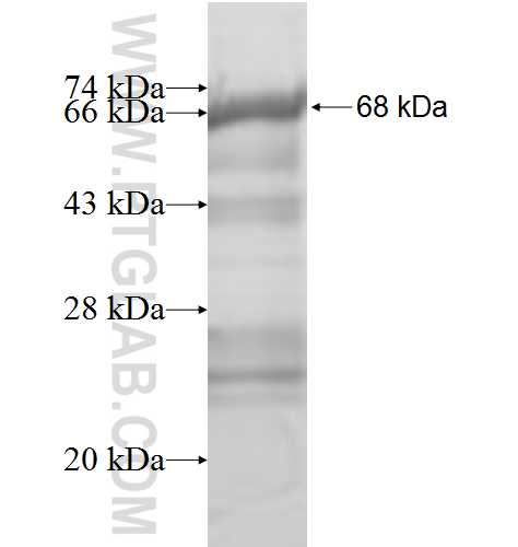 DLD fusion protein Ag9729 SDS-PAGE
