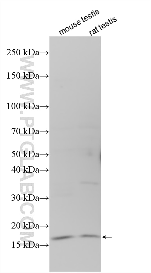 Various lysates were subjected to SDS PAGE followed by western blot with 27250-1-AP (DLEU7 antibody) at dilution of 1:500 incubated at room temperature for 1.5 hours. Western Blot (WB) analysis of various lysates using DLEU7 Polyclonal antibody (27250-1-AP)