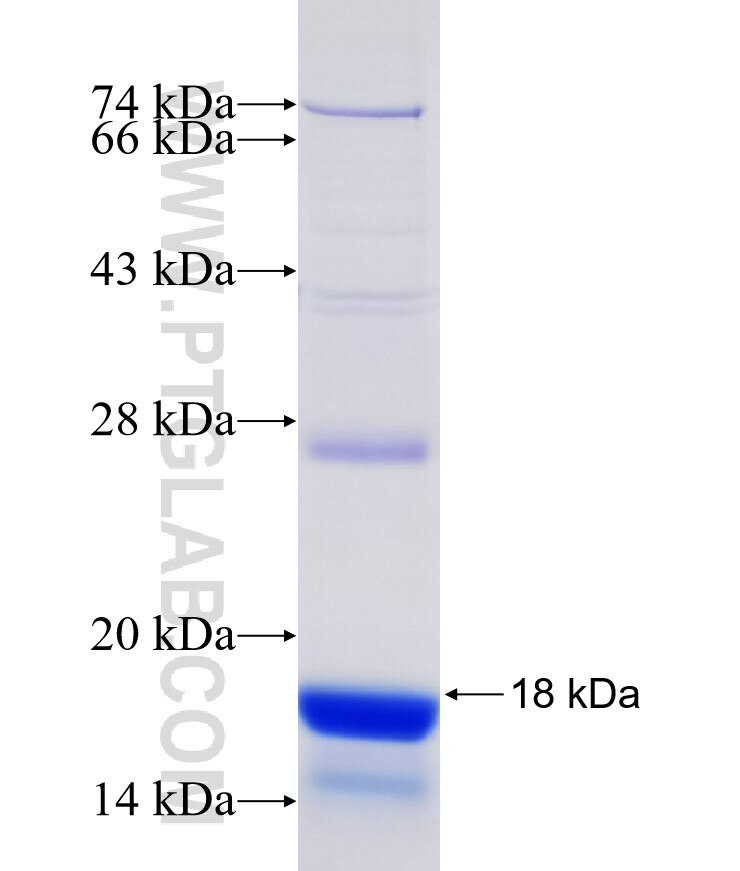 DLG2 fusion protein Ag30193 SDS-PAGE