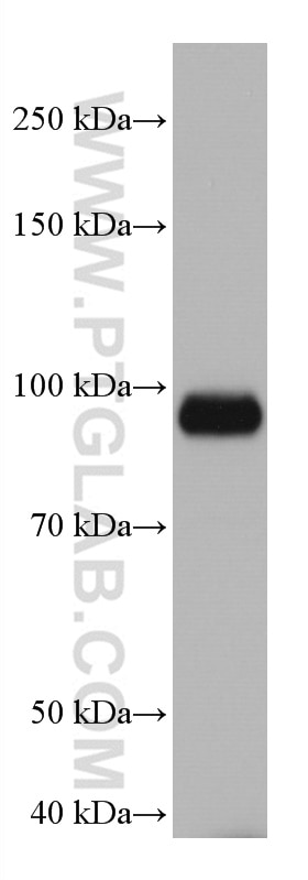 Western Blot (WB) analysis of pig brain tissue using SAP102 Monoclonal antibody (67102-1-Ig)