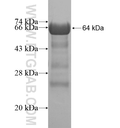 DLG3 fusion protein Ag12658 SDS-PAGE