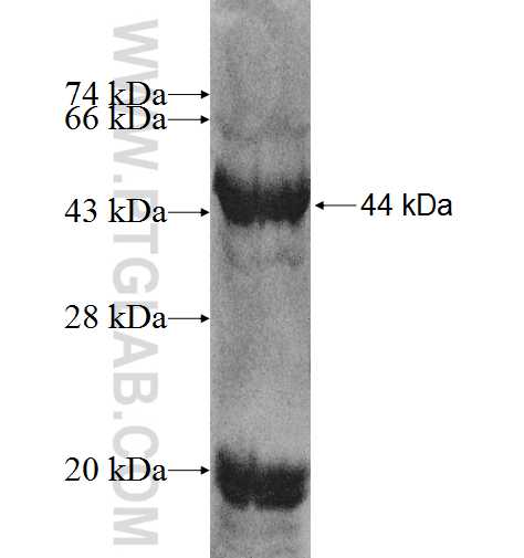 DLG5 fusion protein Ag8194 SDS-PAGE
