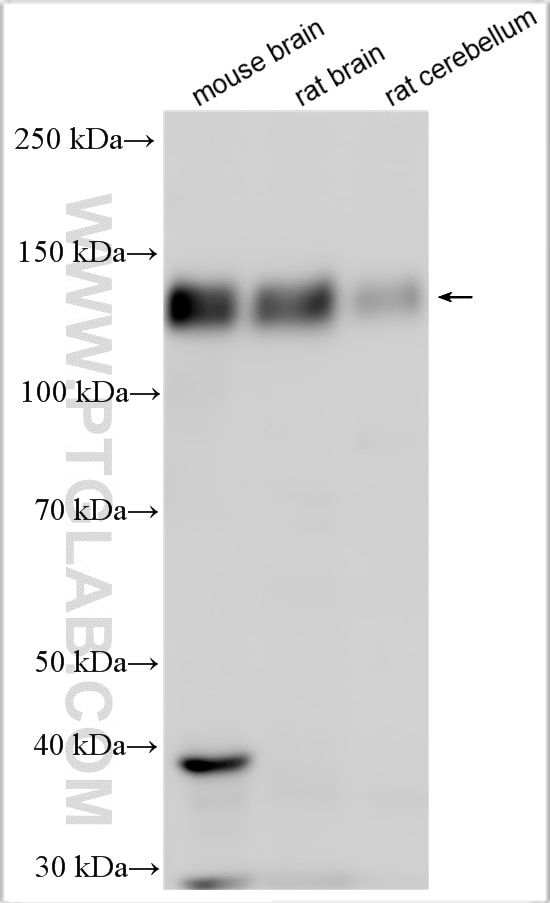 WB analysis using 28124-1-AP