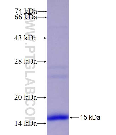 DLGAP1 fusion protein Ag27116 SDS-PAGE