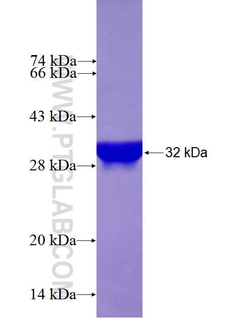 DLGAP1 fusion protein Ag27182 SDS-PAGE