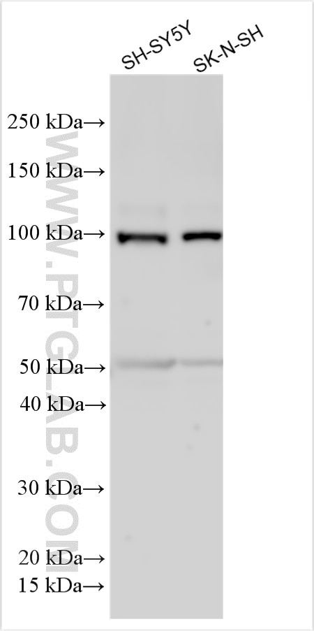 Western Blot (WB) analysis of various lysates using DLGAP3 Polyclonal antibody (55056-1-AP)
