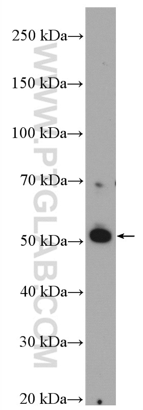 Western Blot (WB) analysis of 3T3-L1 cells using DLK1 Polyclonal antibody (10636-1-AP)
