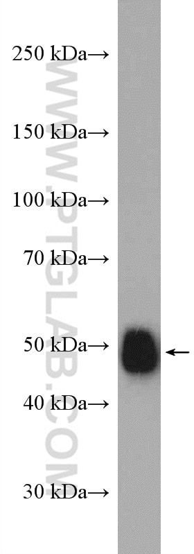 Western Blot (WB) analysis of mouse brain tissue using DLK1 Polyclonal antibody (10636-1-AP)