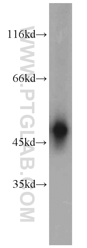 Western Blot (WB) analysis of mouse ovary tissue using DLK1 Polyclonal antibody (10636-1-AP)