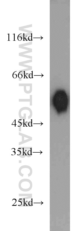 Western Blot (WB) analysis of mouse placenta tissue using DLK1 Polyclonal antibody (10636-1-AP)