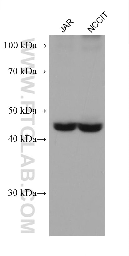 Western Blot (WB) analysis of various lysates using DLK1 Monoclonal antibody (67923-1-Ig)