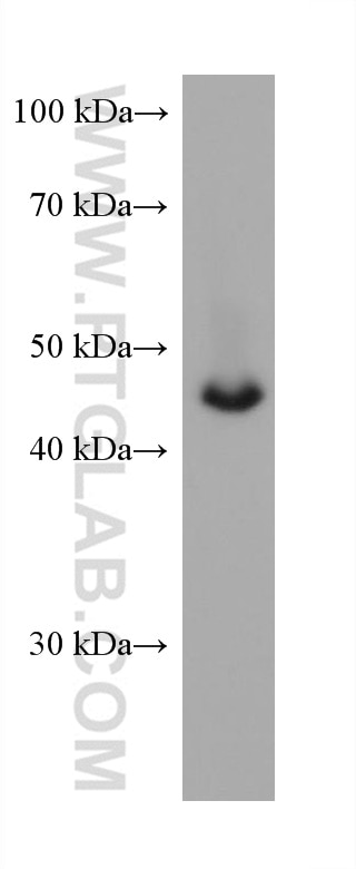 Western Blot (WB) analysis of human placenta tissue using DLK1 Monoclonal antibody (67923-1-Ig)