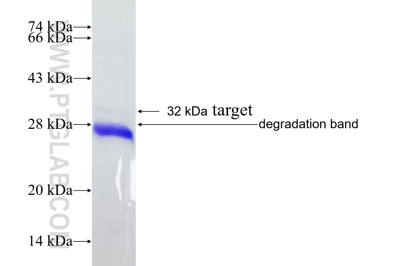 DLK2 fusion protein Ag8170 SDS-PAGE