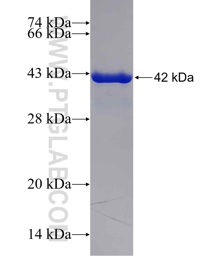 DLL1 fusion protein Ag29534 SDS-PAGE