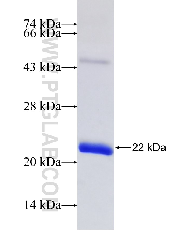 DLL1 fusion protein Ag29555 SDS-PAGE